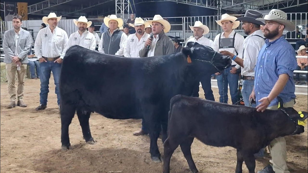 Angus Hembras Saltillo/Expo Nacional 2025/Detalles Juzgamiento