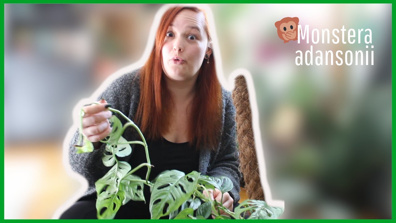 Monstera adansonii - Ableger schneiden & umtopfen | Umtopfen #4