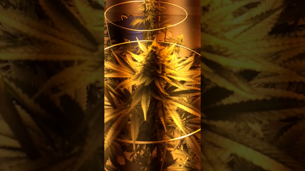 Indoor legal Marijuana grow. Medical marijuana grow. Growing chronicles. Video #4.
