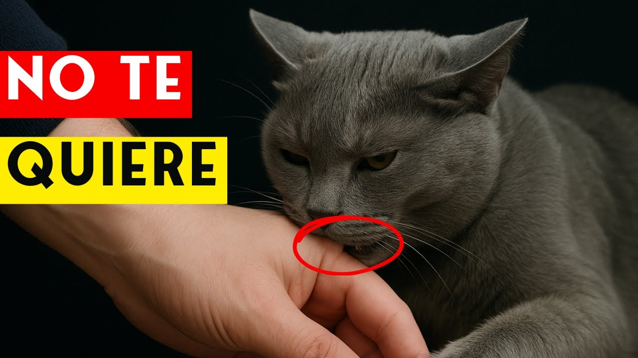 5 señales de que tu GATO NO TE QUIERE (aunque tú creas que sí)