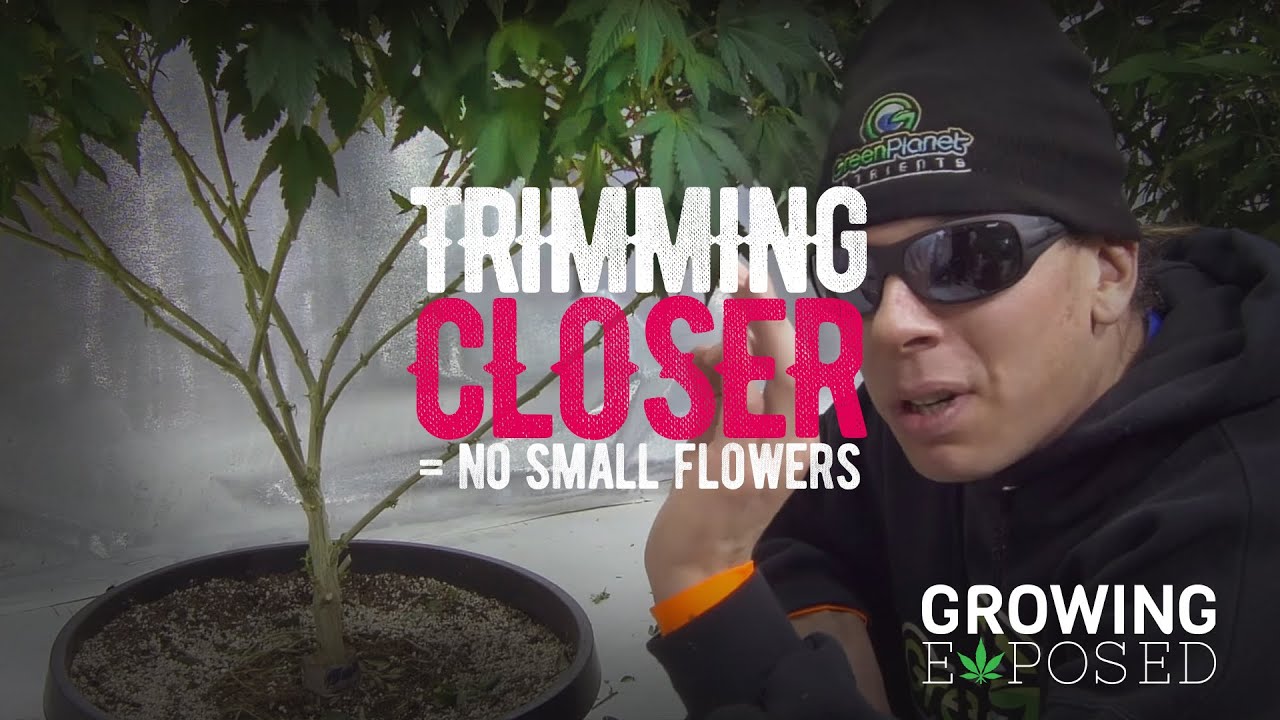 Trimming Closer: DON'T GROW SMALL FLOWERS - Growing Tips 03
