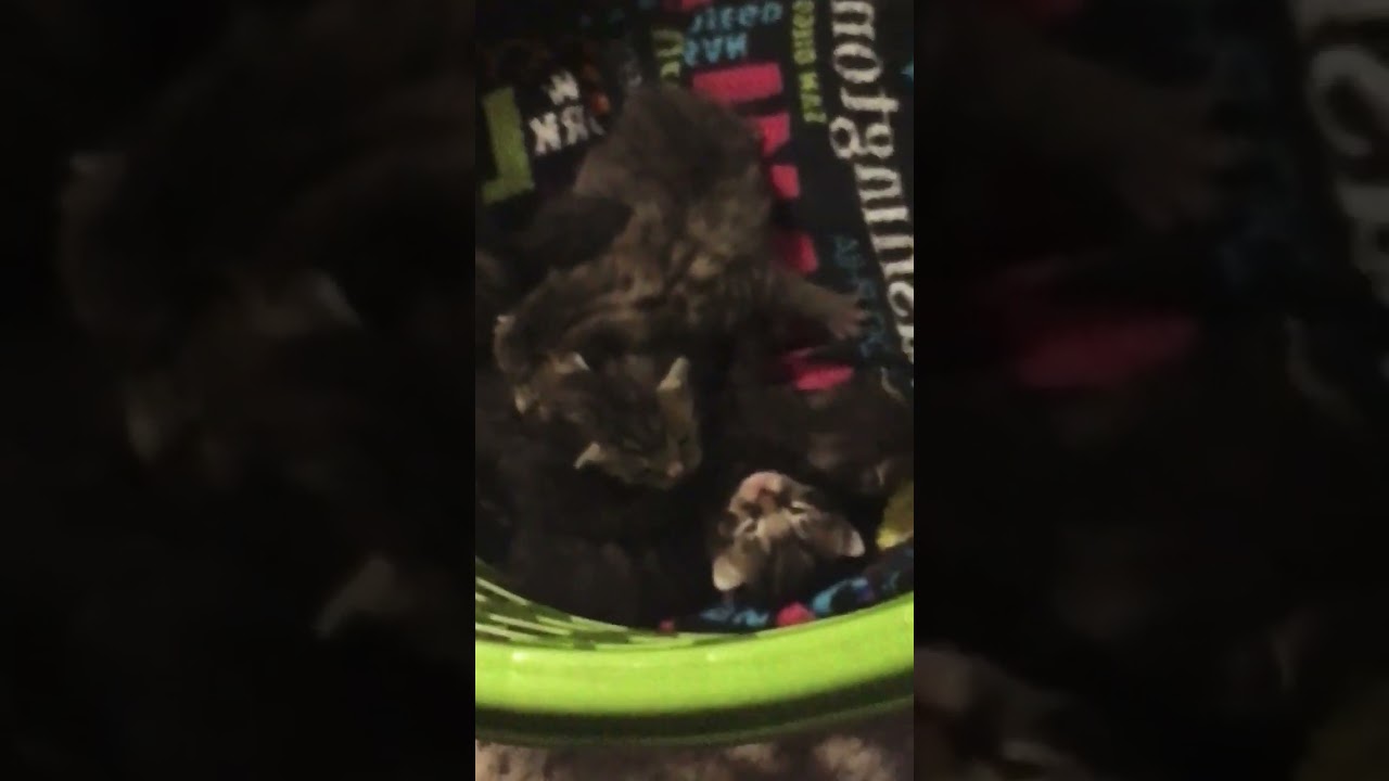 They leave in a coyoleo days