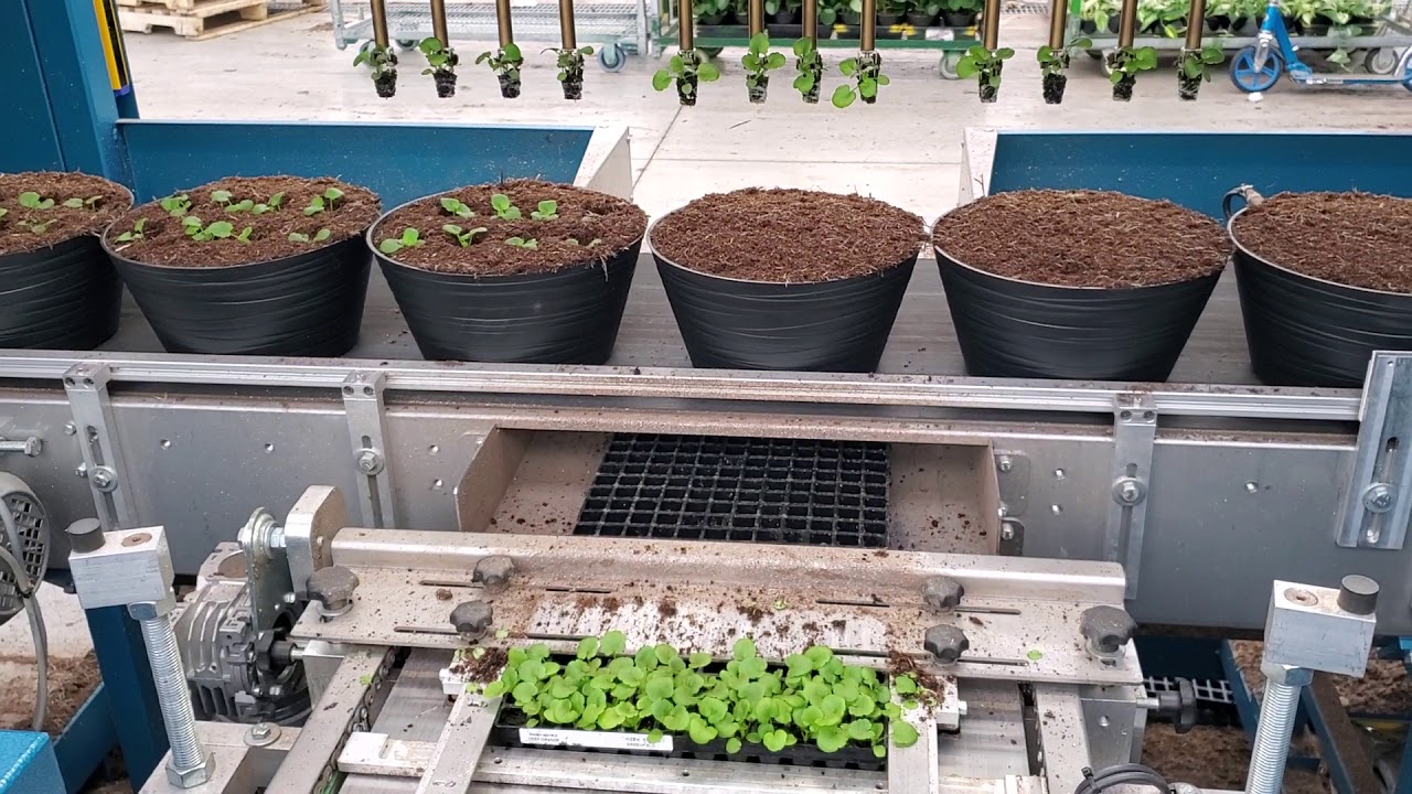Automated Pansy Planting Line