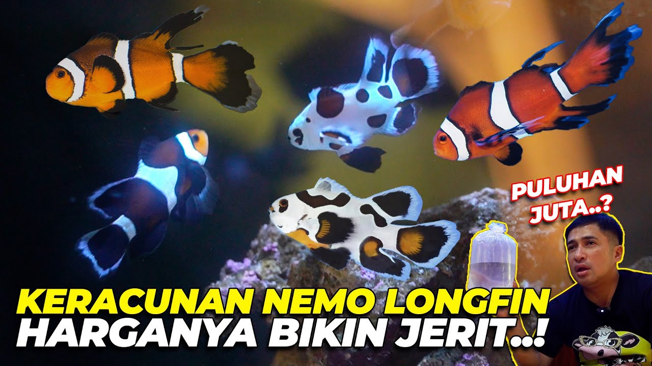 KERACUNAN REEF TANK LAGI NIH..! LANGSUNG ANGKUT IKAN NEMO LONGFIN PULUHAN JUTAAAA...!!!