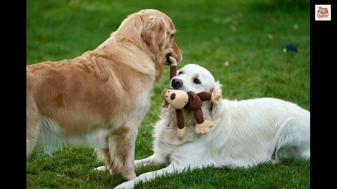 Top 5 Most Intelligent Dog Breeds