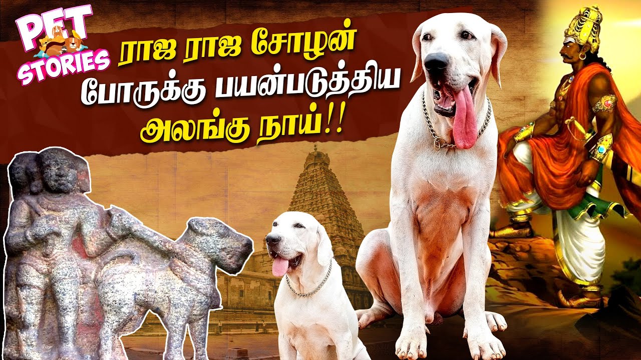 அலங்கு நாயின் உண்மை வரலாறு - History and Facts about ALANGU DOG | Pet Stories