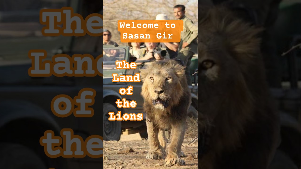 Explore Sasan Gir Forest 🦁 | Home of the Asiatic Lions 