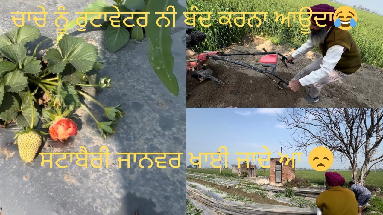 ਸਾਰਾ ਲੋਟਨਲ ਬਾਹਰ ਕੱਡ ਤਾ ।#thindfarms #vlog #farming 