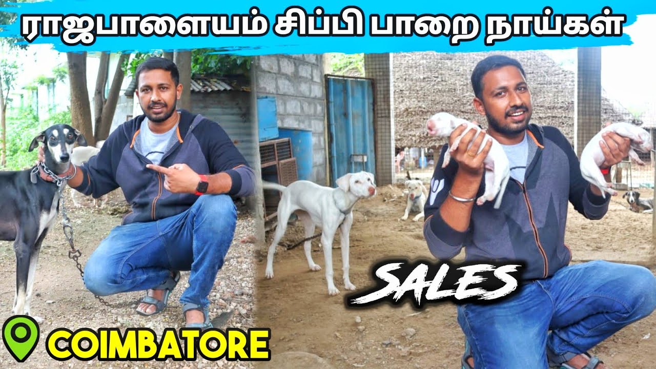 ராஜபாளையம் நாய் விற்பனைக்கு | தமிழ் நாட்டு ரக நாய்கள் மட்டுமே