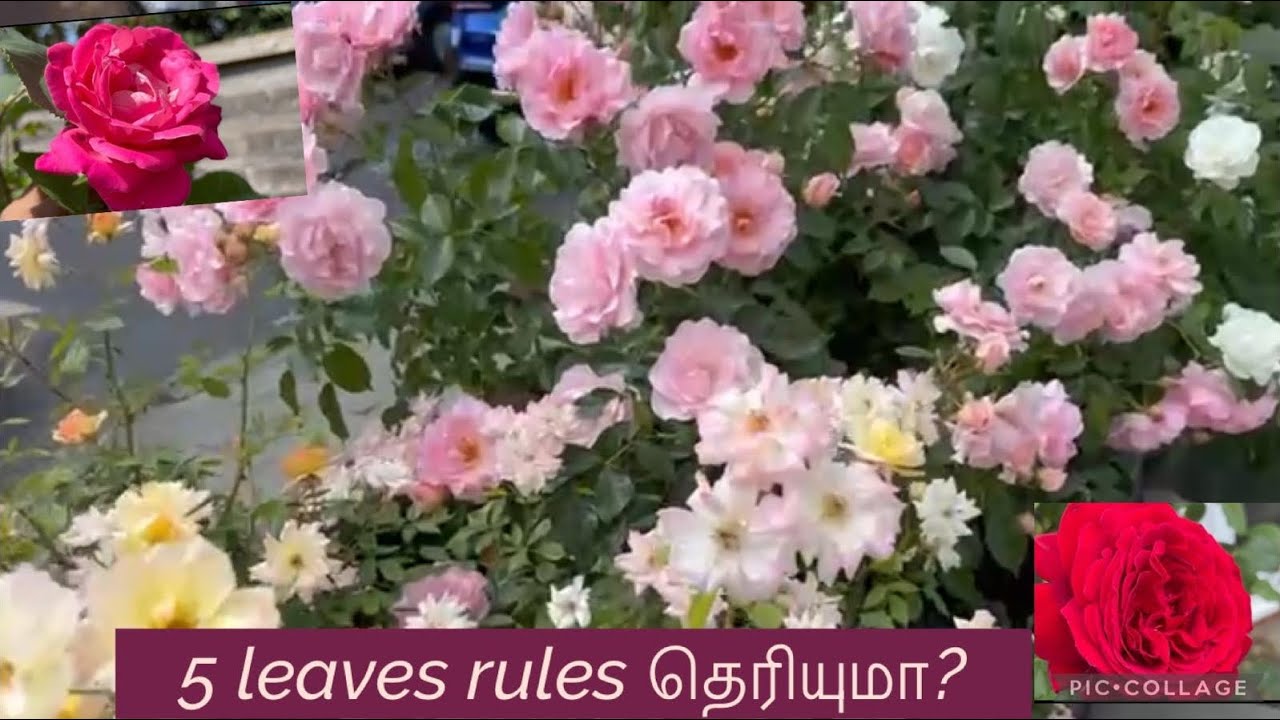 How to prune a rose plant in Tamil/கொத்து கொத்தா ரோஜா பூக்கள் வேணுமா? 