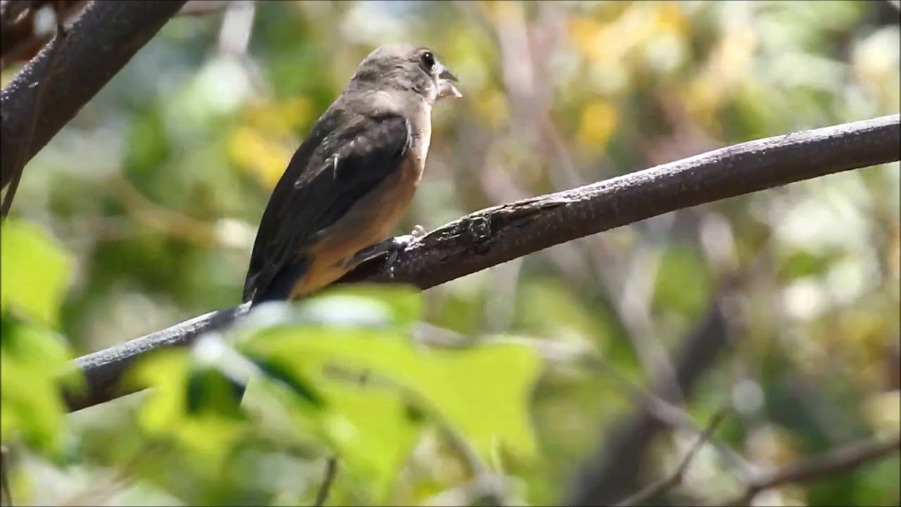 ¿Te cuento algo?  Colorín Azulrosa (Passerina rositae)