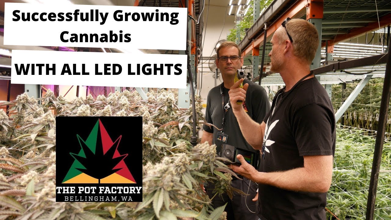 Indoor Grow | Successfully Growing Cannabis with all LED Lights | Commercial Cannabis Lighting |