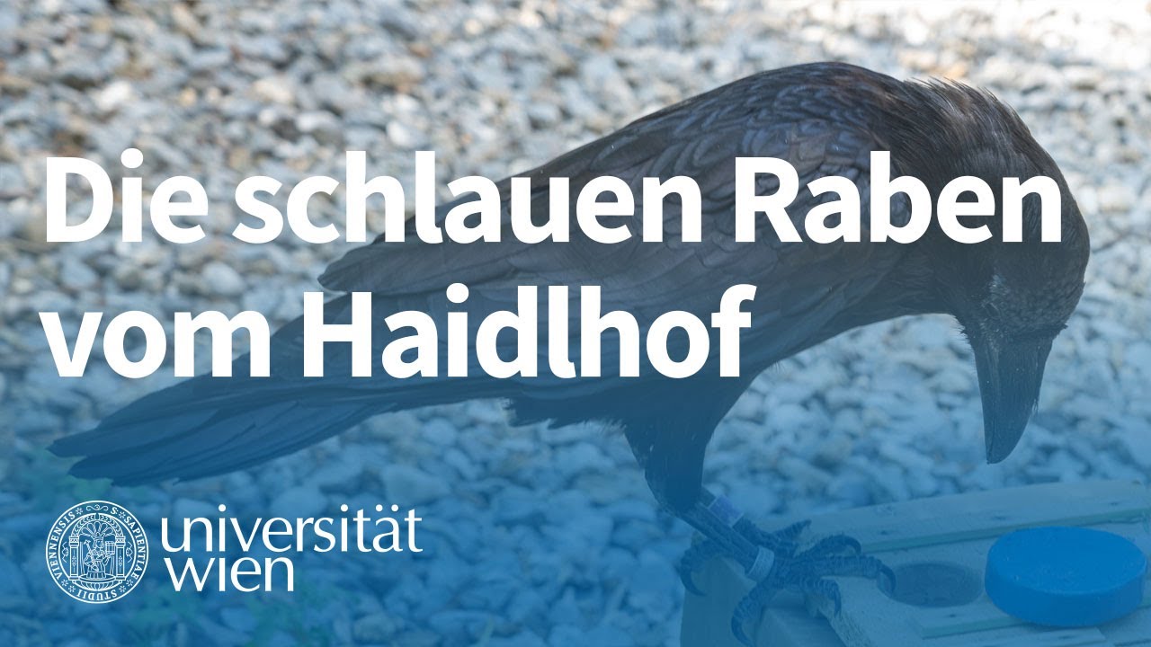 Tierisch intelligente Forschung: Die schlauen Raben vom Haidlhof