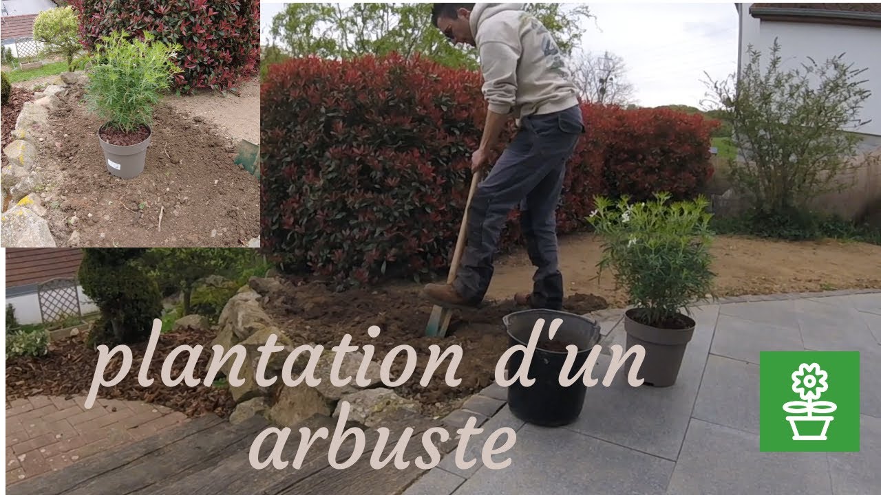 Plantation d'un arbuste (oranger du mexique)