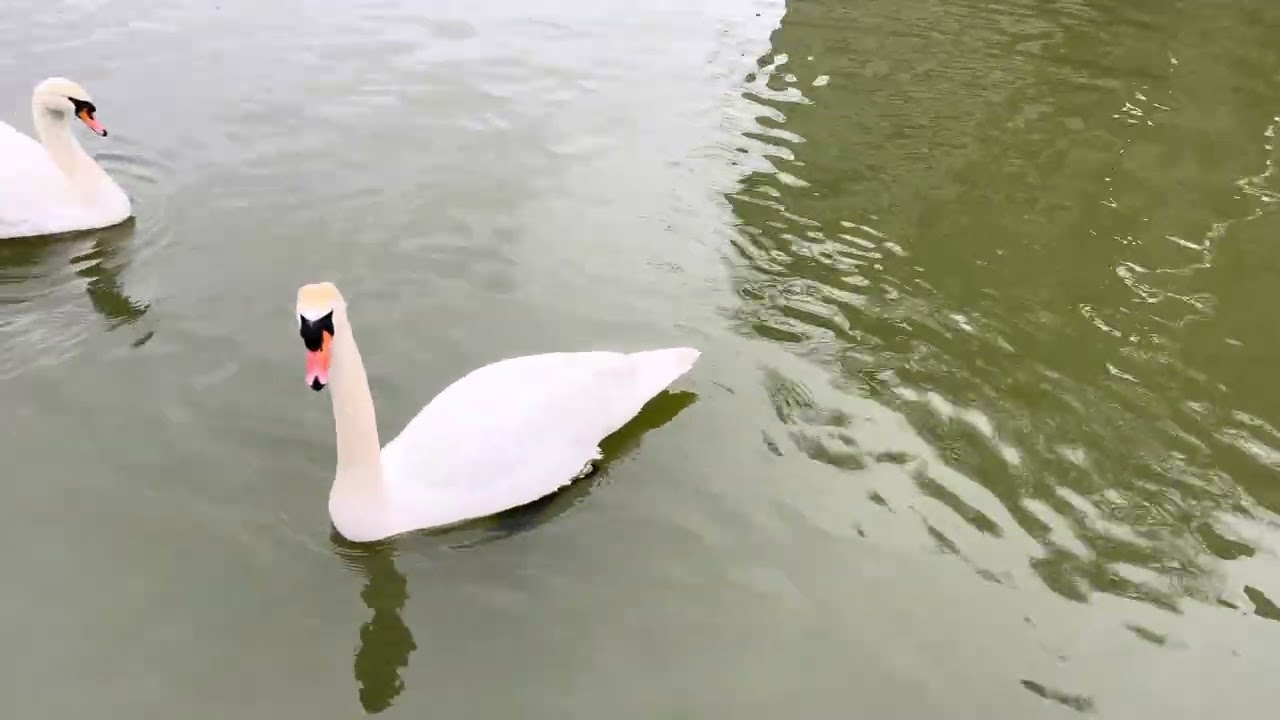 Wellingborough Embankment Swan Tuesday Feeding Time 