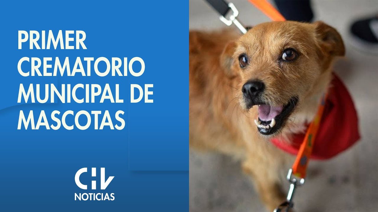 Inauguran primer Crematorio Municipal de mascotas en Las Condes