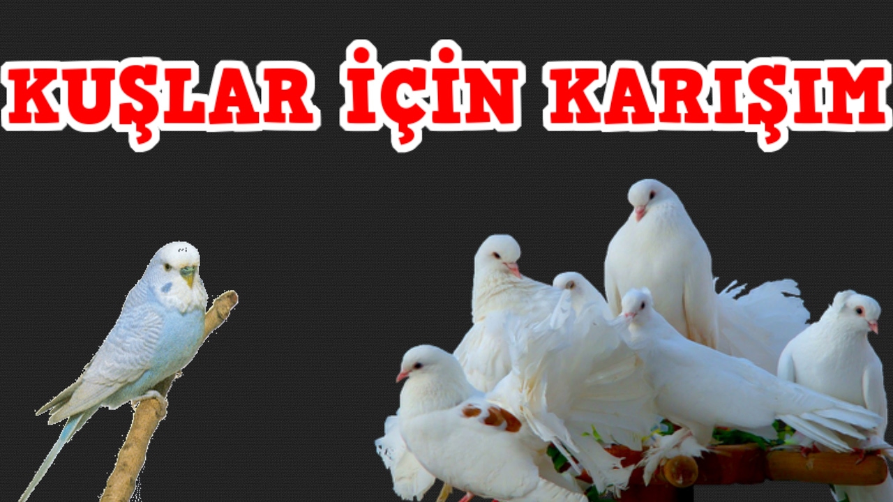 HALSİZ , HASTA KUŞLAR İÇİN KARIŞIM (UYGULAMALI)