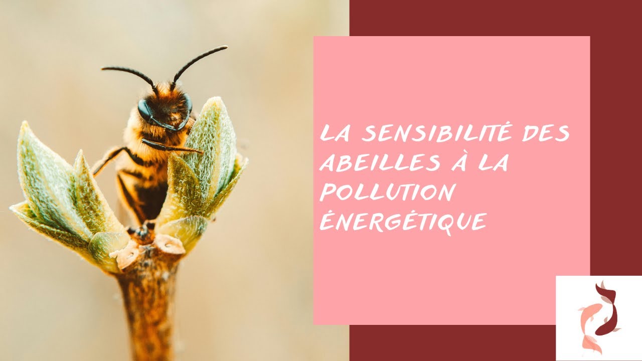 La sensibilité des abeilles à la pollution electromagnétique