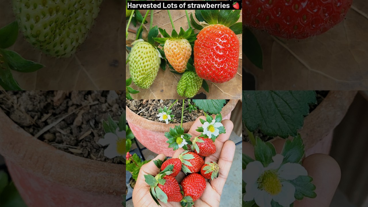 Strawberry Fruiting And Harvesting Journey shorts #ytshorts #Strawberryshorts