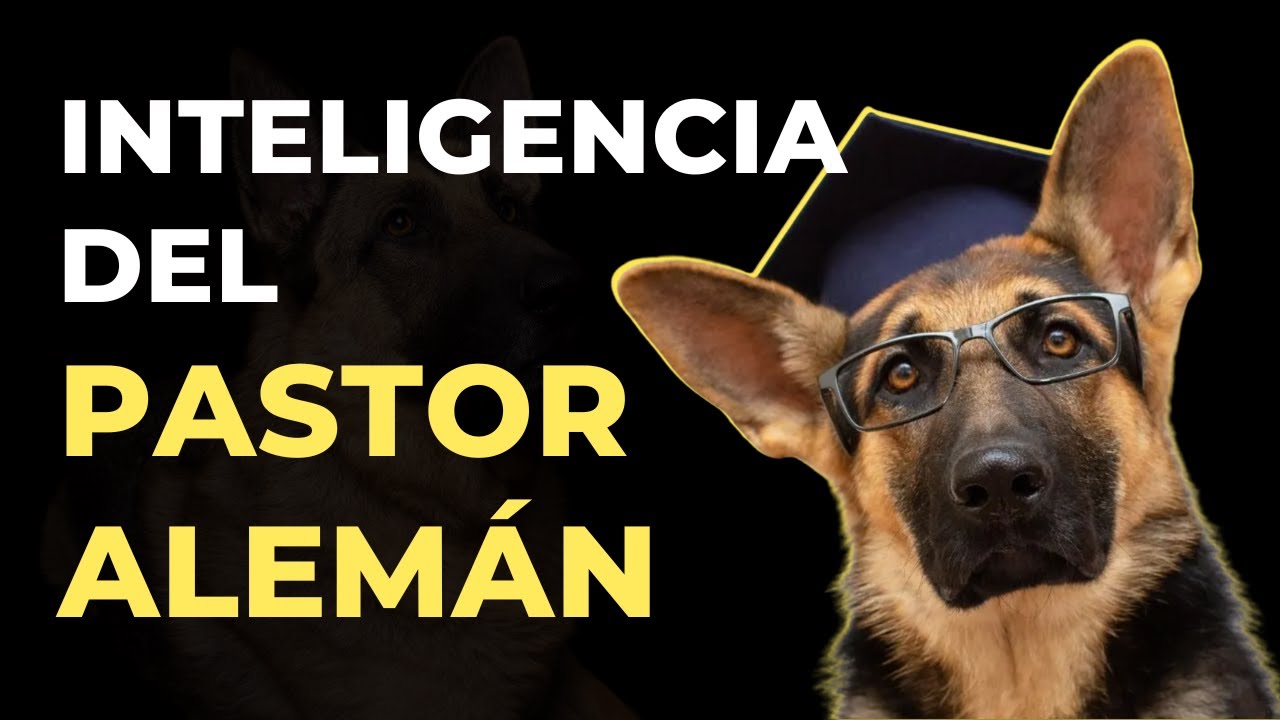 ¿POR QUÉ LOS PASTORES ALEMANES SON TAN INTELIGENTES?