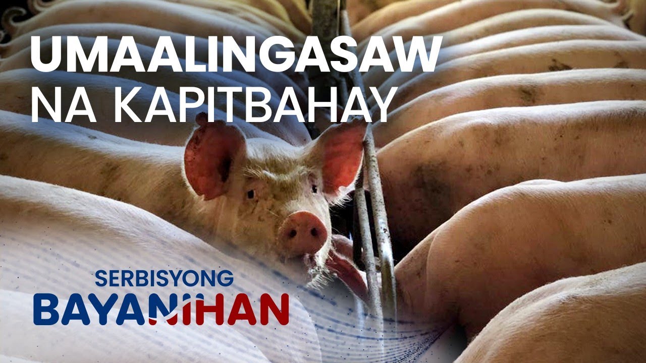 Pwede bang kasuhan ang nag-aalaga ng baboy na umaalingasaw ang amoy?