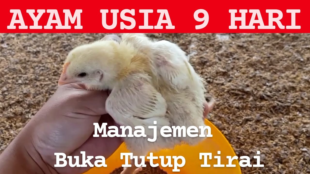Ayam Usia 9 Hari | Manajemen Buka Tutup Tirai Luar
