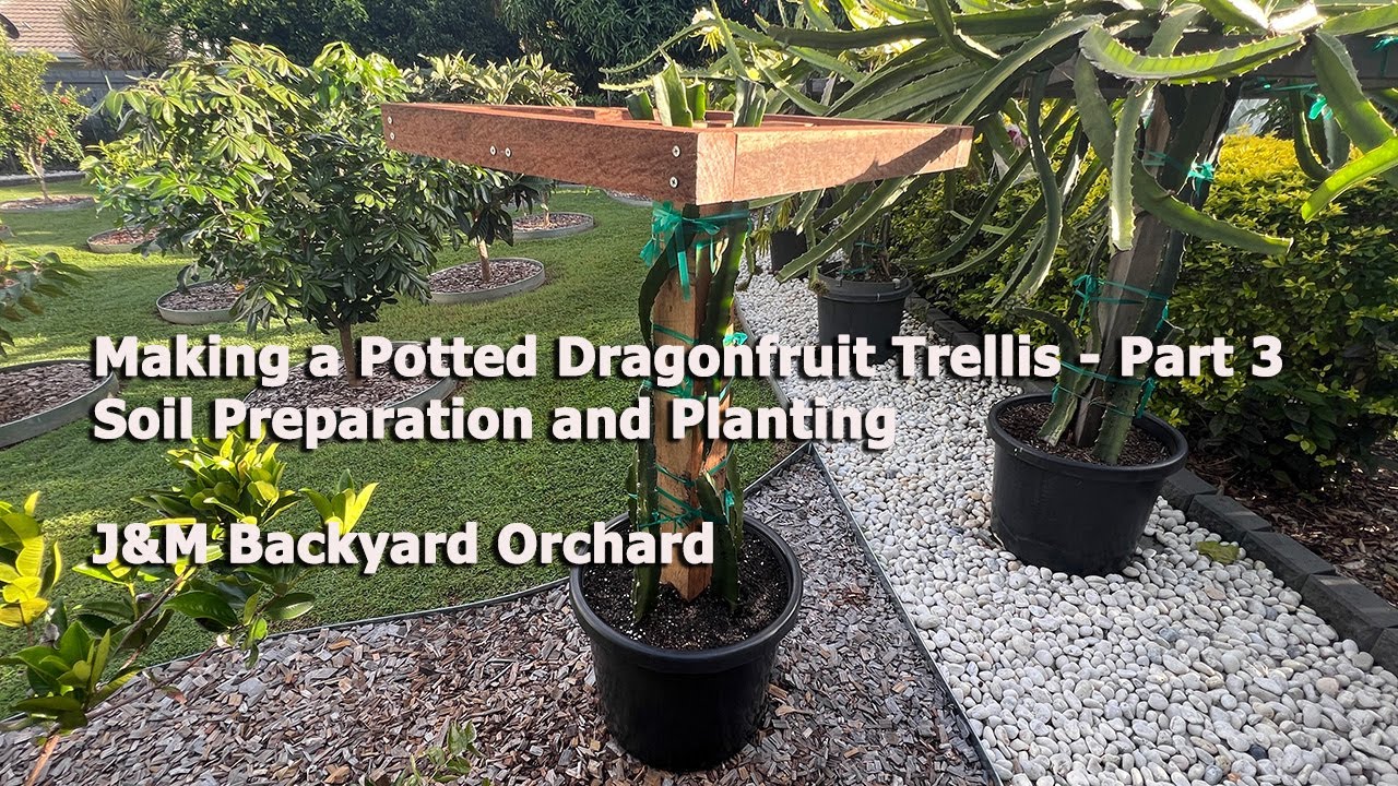 Making a Potted Dragonfruit Trellis - Part 3: Soil Preparation and Planting