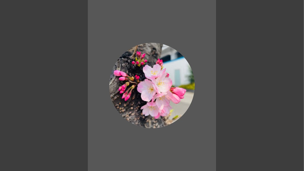 irasshai-mace is live! food stalls in Myeong-dong Seoul South Korea