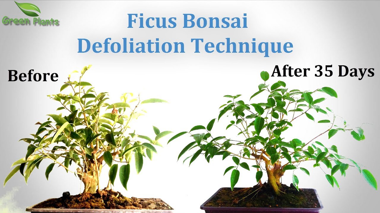 Ficus Bonsai Defoliation |  Bonsai Trees for Beginners//GREEN PLANTS