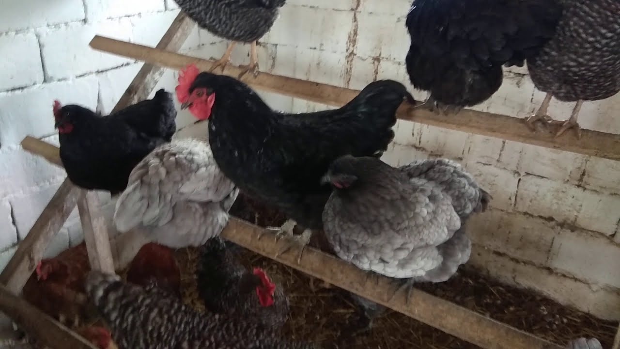 -11 Dereceyi Görünce Dışarı Adımlarını Bile Atmadılar / Tavuklar için Tünek ve  Kümesin Önemi