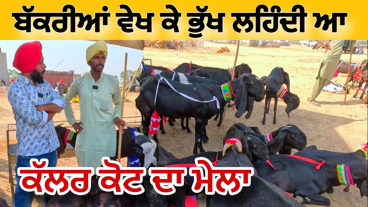 ਆਜੜੀ ਵੀਰ ਦਿਆਂ ਬੱਕਰੀਆਂ ਵੇਖ ਕੇ ਭੁੱਖ ਲਹਿੰਦੀ ਆ । Kot da melaGoat farming 