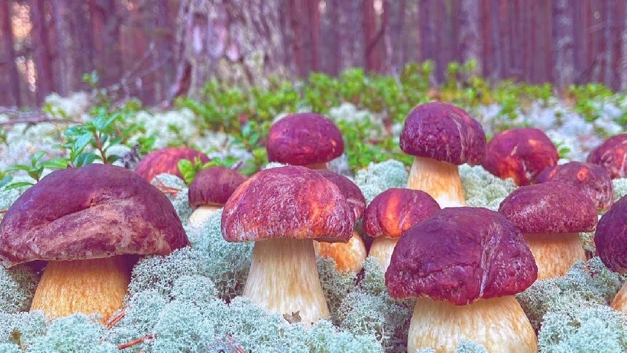 ГРИБЫ 2025 # ШОК!! белые грибы, ГИГАНТСКИЕ белые грибы! МЕГА! ЛЕС 🌕 СБОР ГРИБОВ