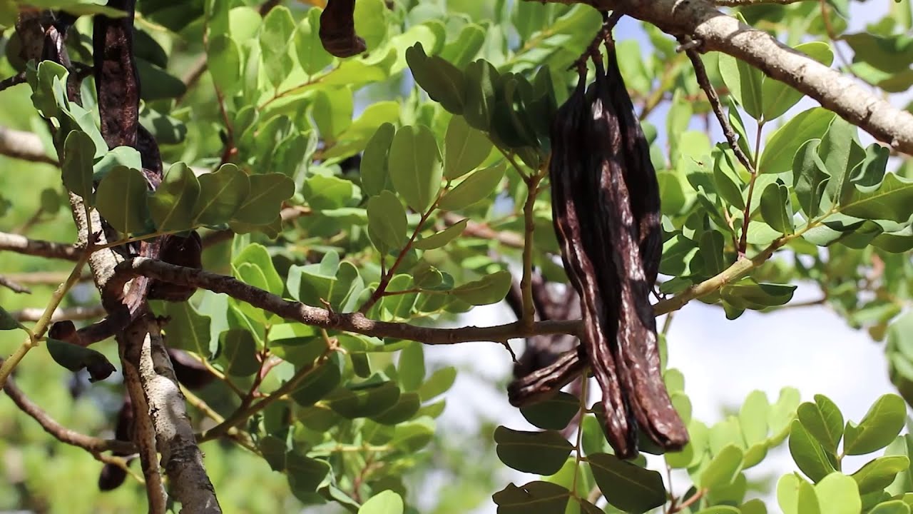 Controlled carob supply chain in Majorca