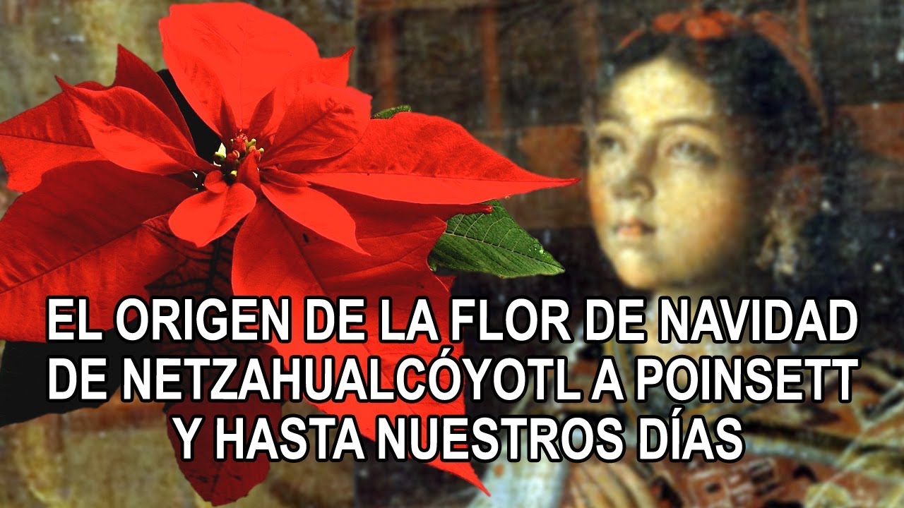 El origen de la flor de navidad – de Netzahualcóyotl a Poinsett y hasta nuestros días