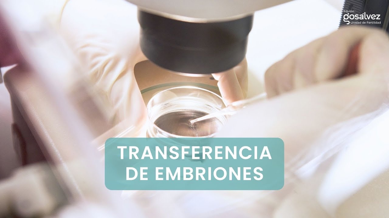 ¿Cómo se realiza una transferencia de embriones? - Dra. Nuria Martín