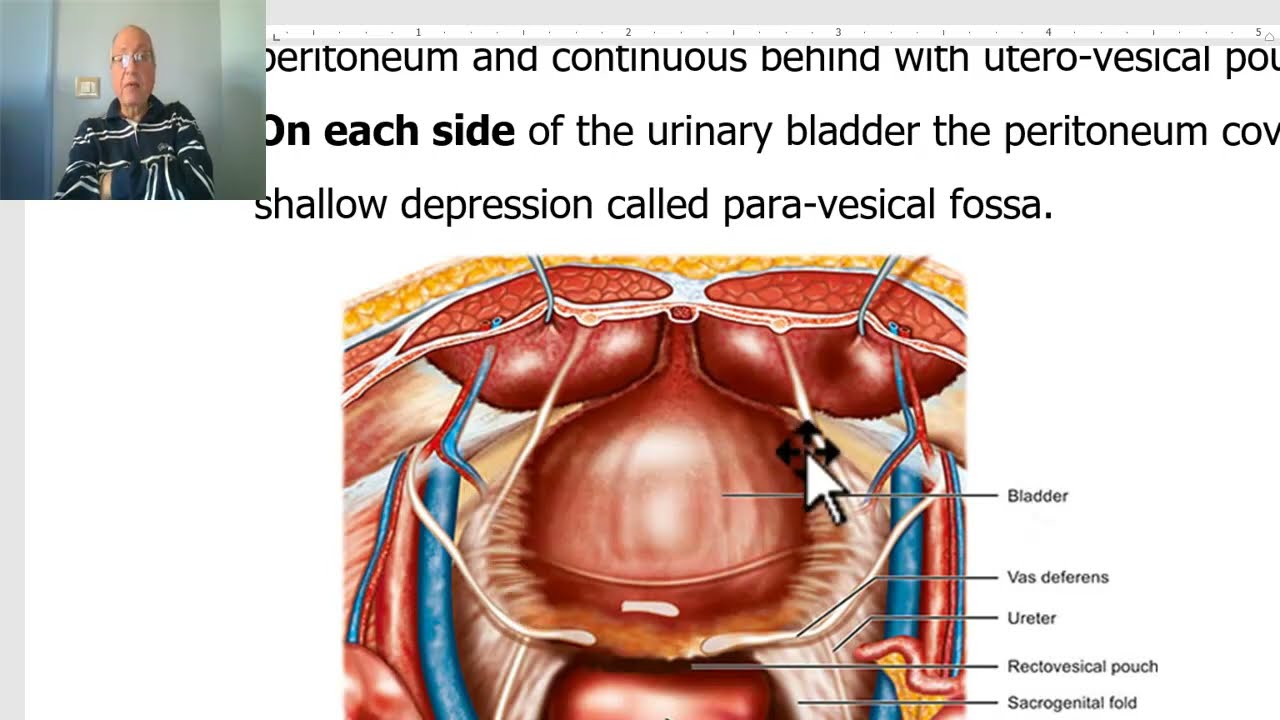 Anatomy of urinary module in Arabic 2023, 8 (Urinary bladder, part 2) , by Dr, Wahdan