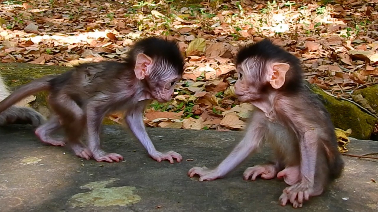 Peacefull and Calm Nature With Tween Baby Monkey Meeting | Watch They Communicate With Each Other