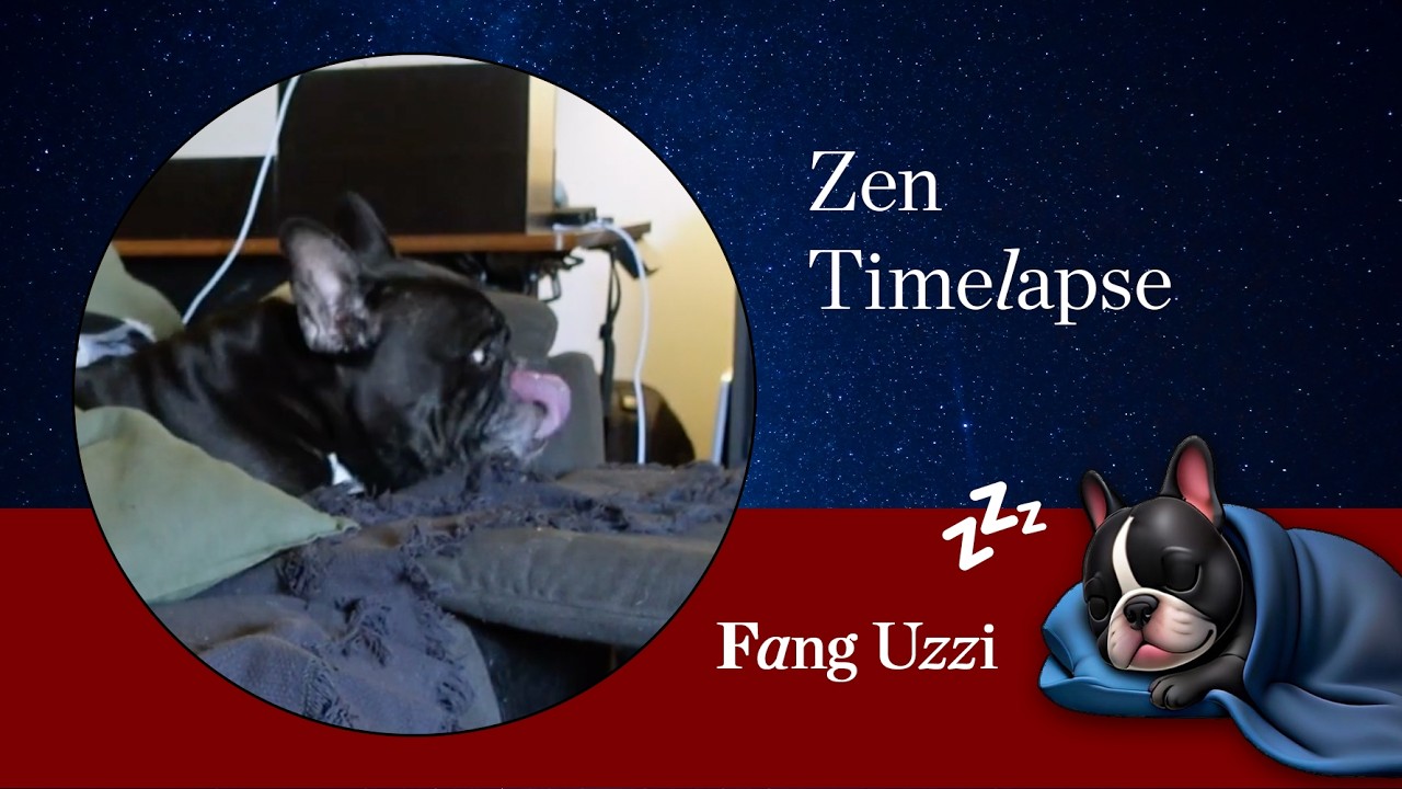 10 Minute Calm Dog Timelapse + Zen Music 🐾 Work & Relax with Fang