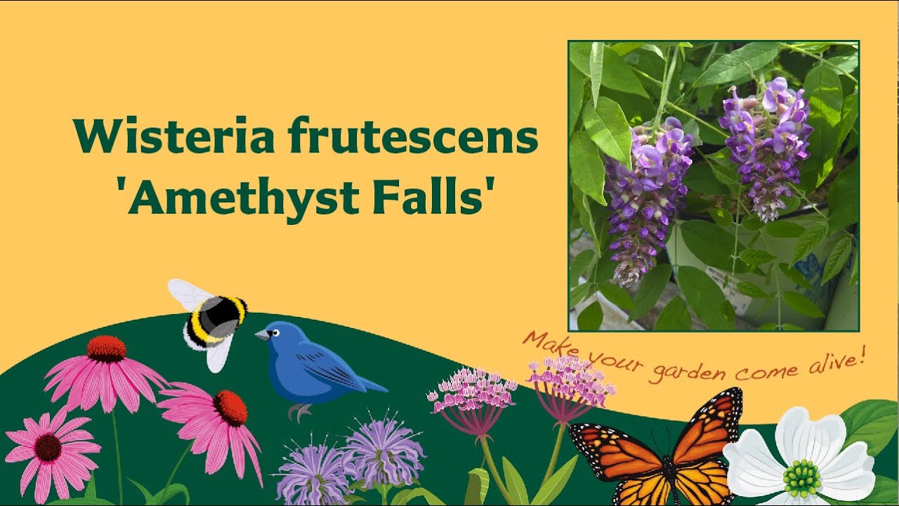 Wisteria frutescens 'Amethyst Falls' - American Wisteria