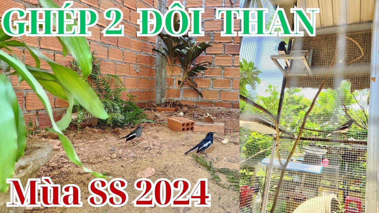 ⭕ Ghép 2 đôi chòe than chuẩn bị mùa sinh sản 2024
