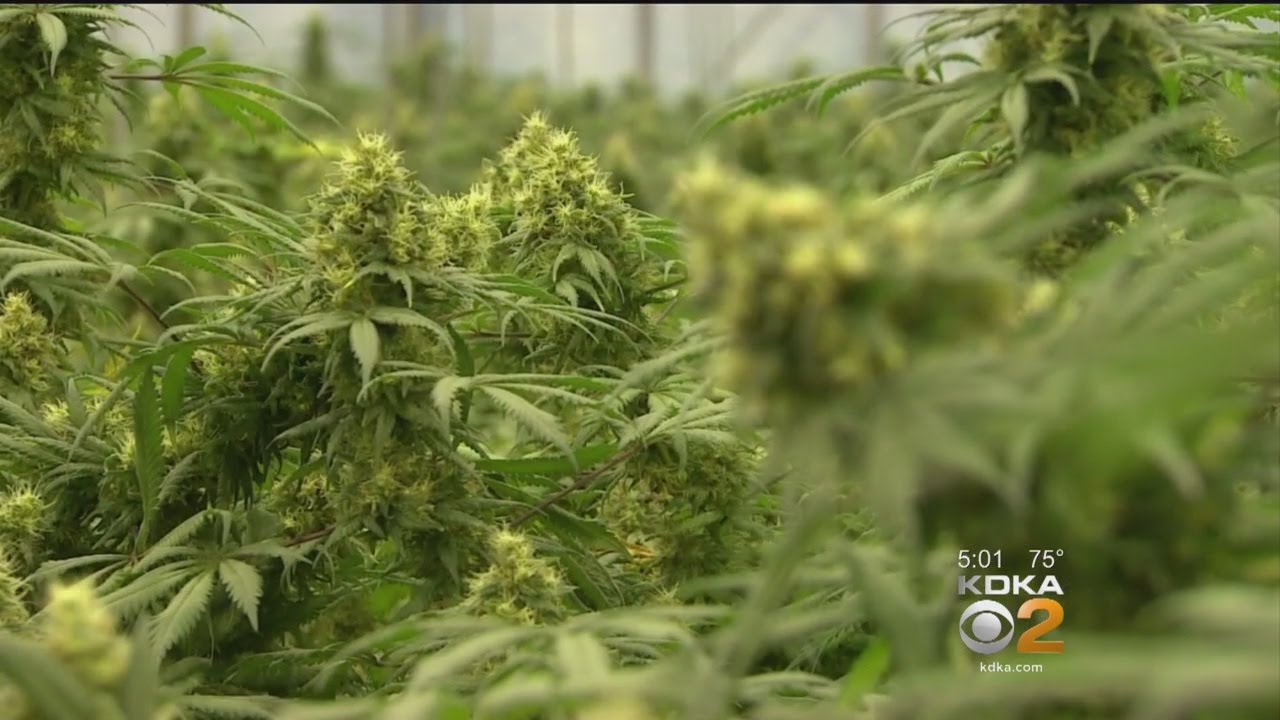 3 Western Pa. Businesses Receive Medical Marijuana Permits
