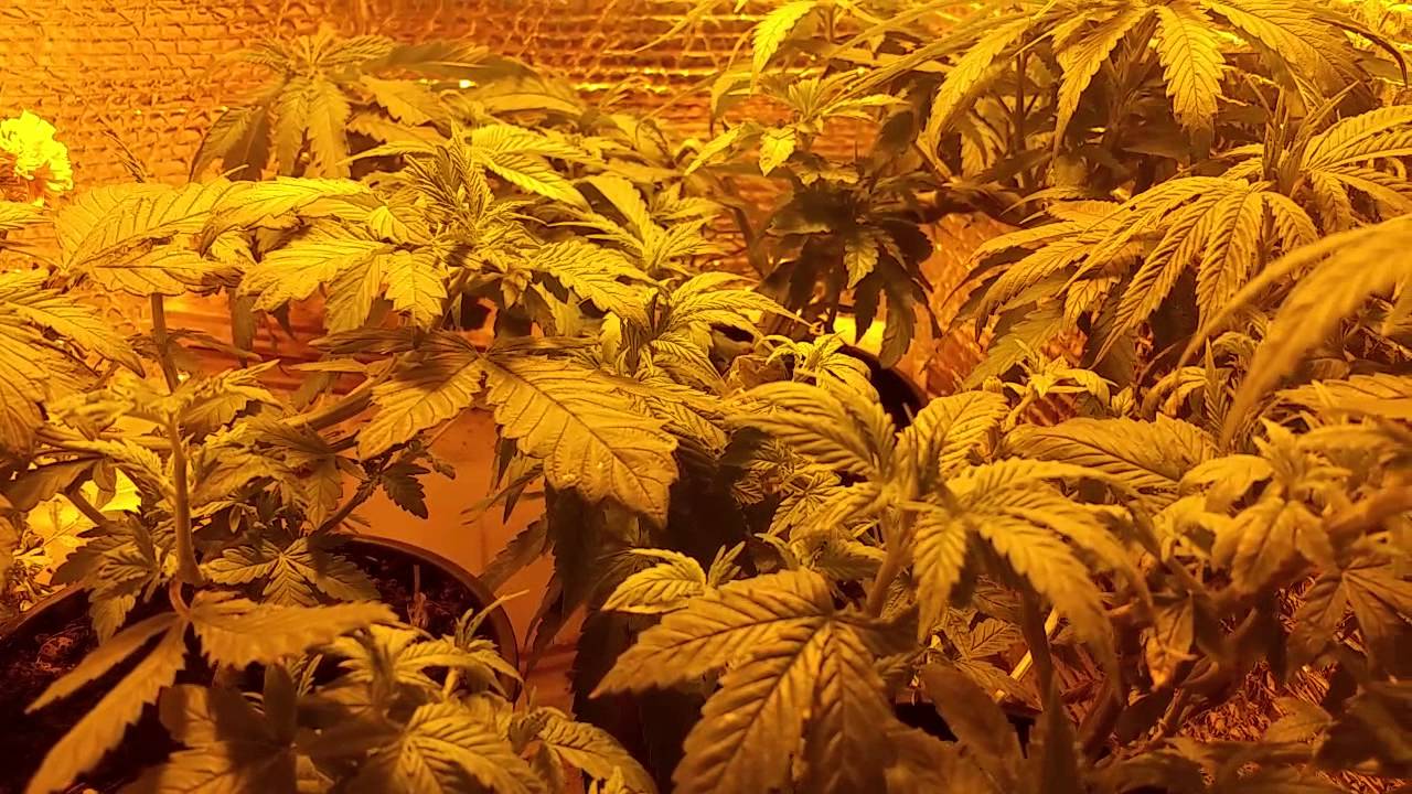 400 watt hps grow