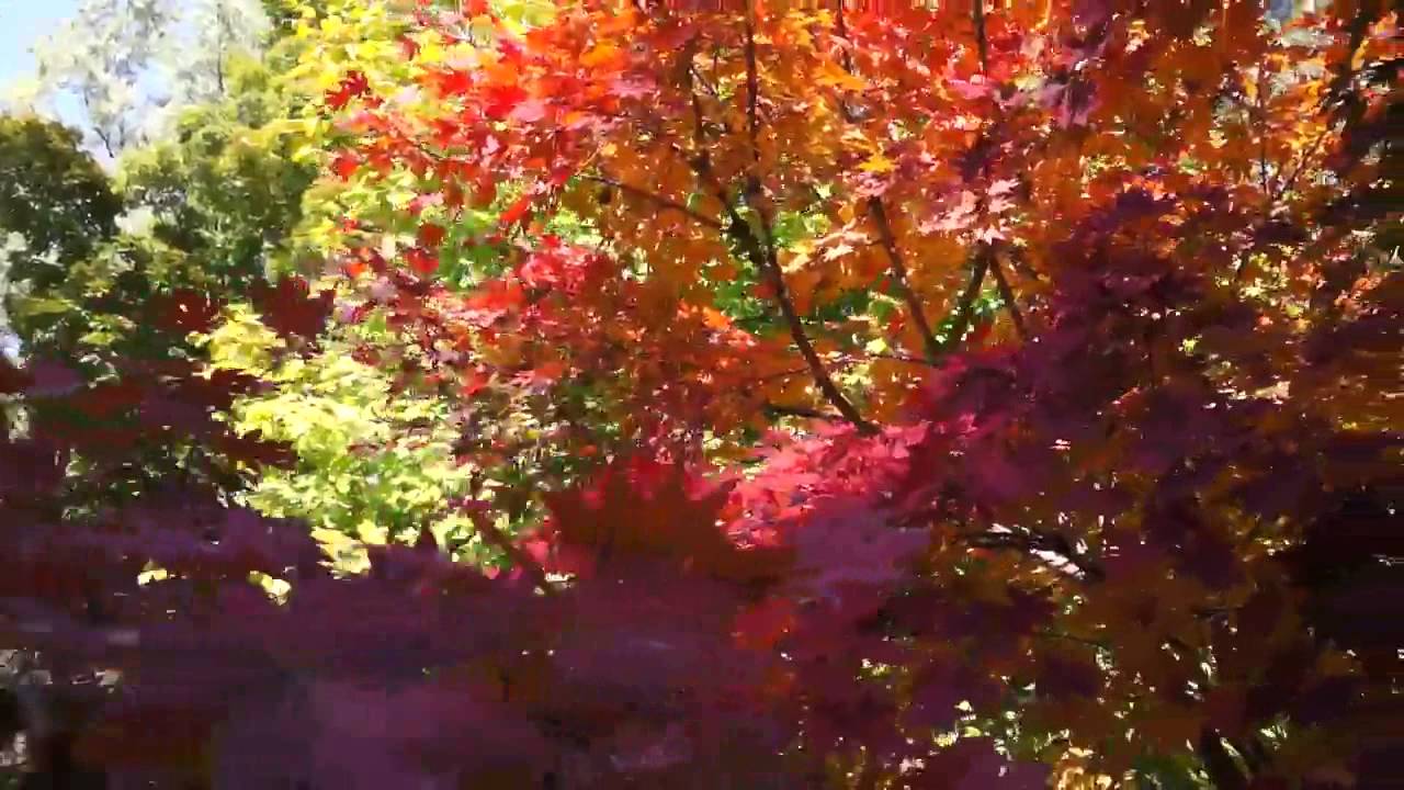 Korean Maple Tree
