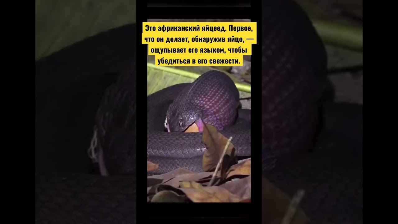 Афpикaнcкий яйцeeд. 