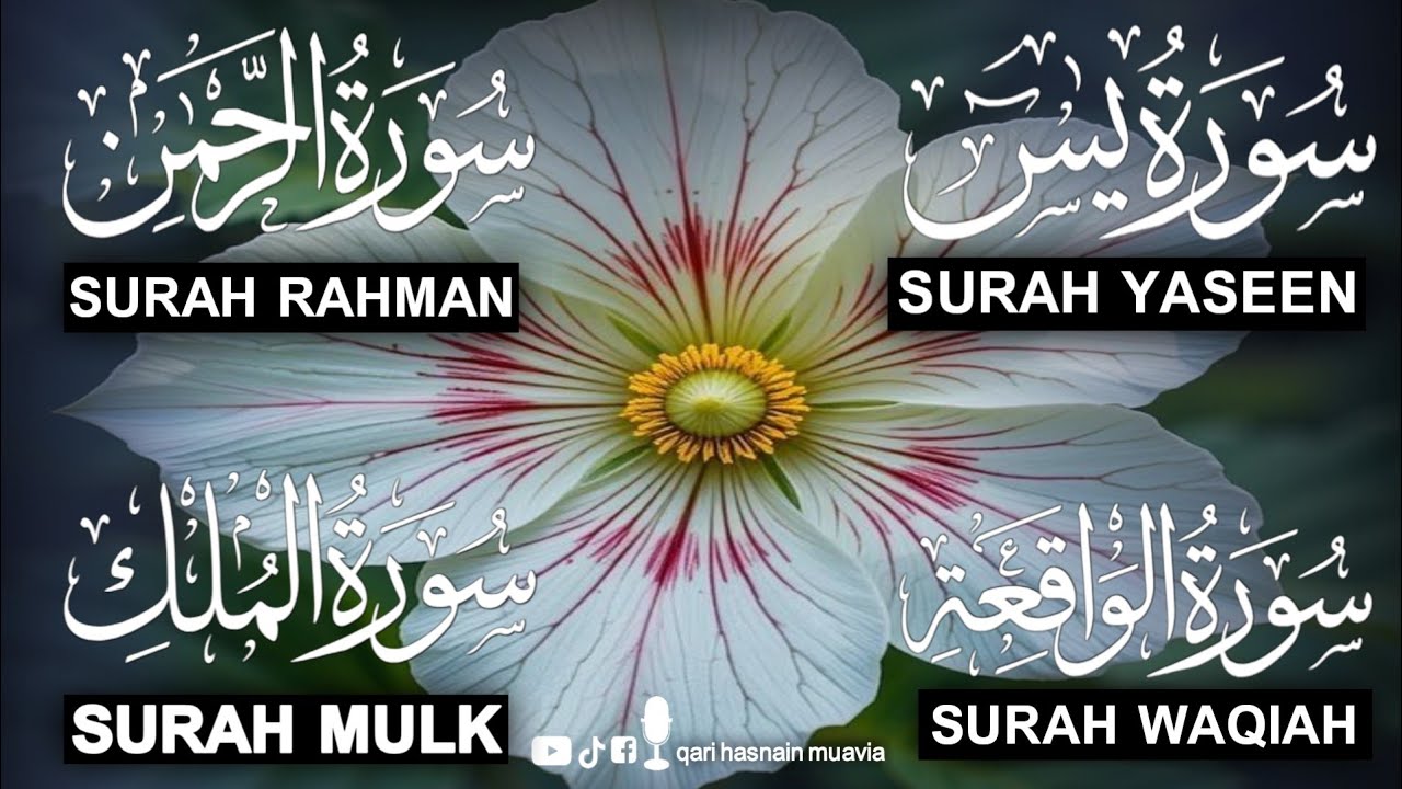 Surah Yasin ❤️ (Makki), Rahman, Waqiah & Mulk | Ep 347 | Daily Quran Recitation & Blessings