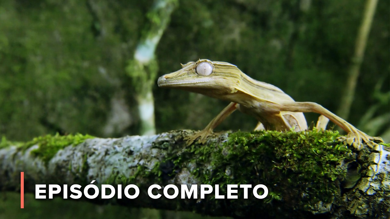 Como as paisagens de Madagascar moldam a evolução de plantas e animais | Terra dos Gremlins 102