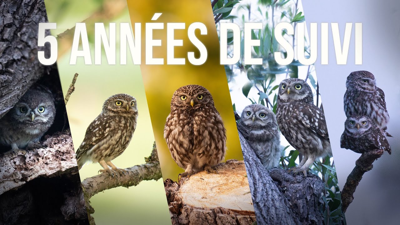 L'émotion d'une vie - 5 ANS avec la Chevêche d'Athéna