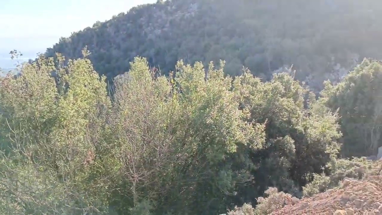 Bitkilerin dilinden toros dağları.