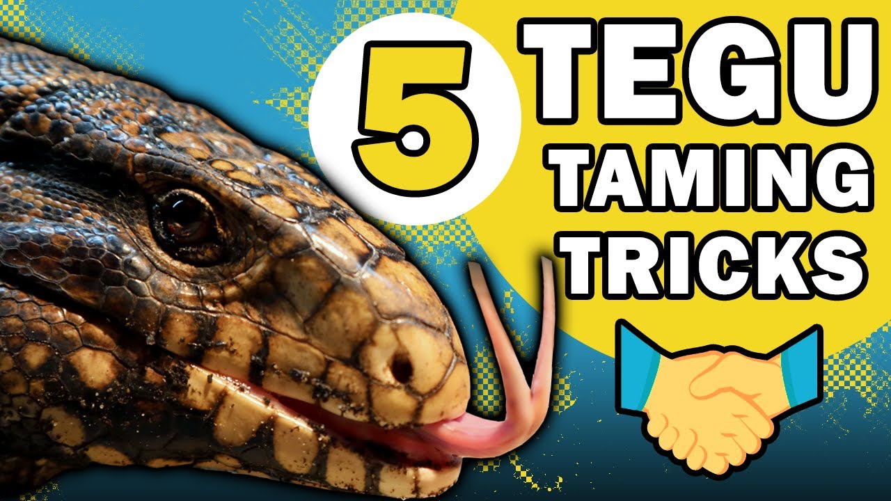 5 приемов приручения тегу | УПС, я потерял палец!