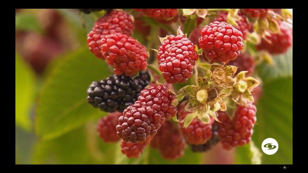 Mora: recomendaciones para lograr la productividad y la rentabilidad del cultivo - La Finca de Hoy
